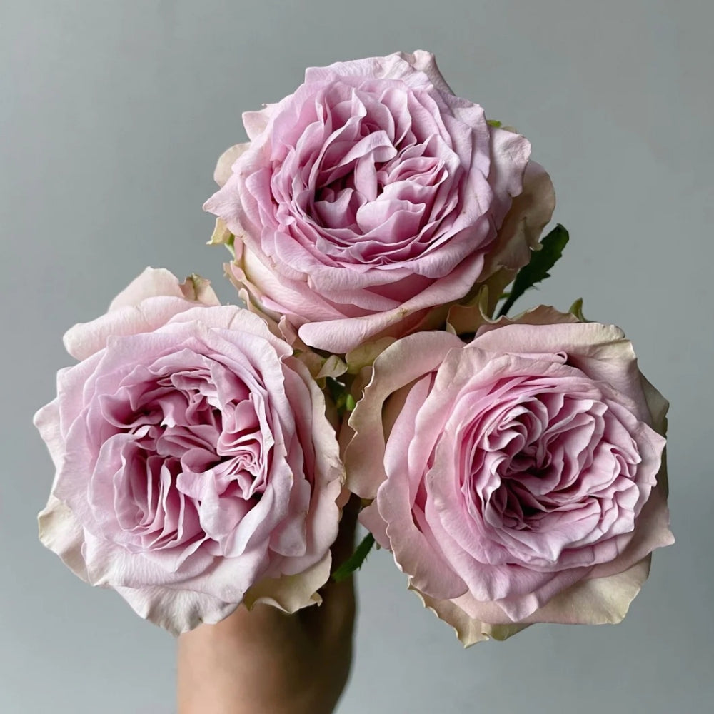 Retro Love Rose