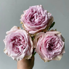 Retro Love Rose