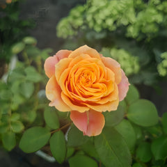 Richmond Park Rose