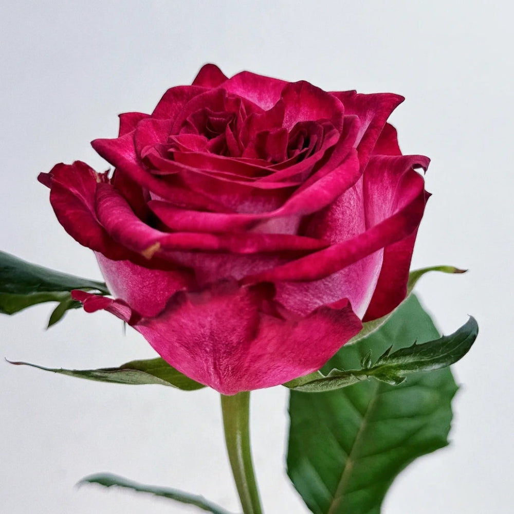 Ripasso Rose