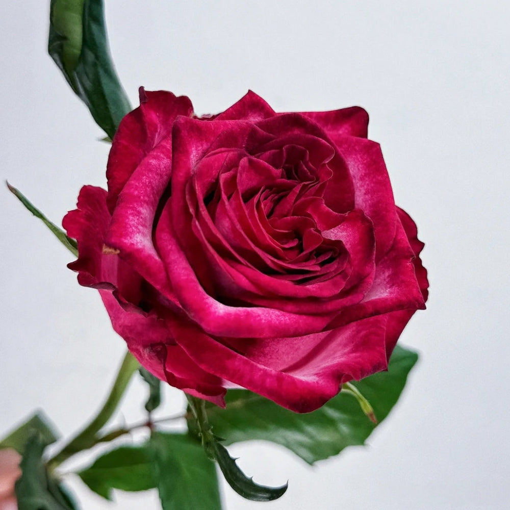 Ripasso Rose