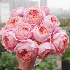 Romantic Antike Rose