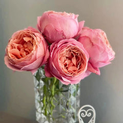 Romantic Antike Rose