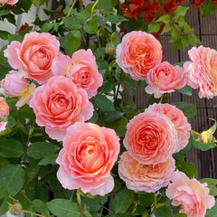Romantic Antike Rose