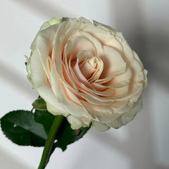 Roxanne+ Rose