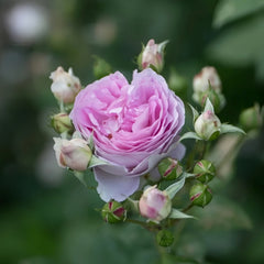 Saphir Rose
