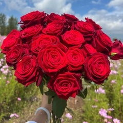 Sarinah! Rose