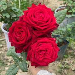 Sarinah! Rose