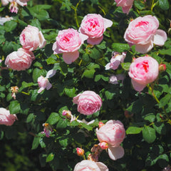 Scepter'd lsle Rose
