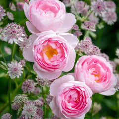 Scepter'd lsle Rose