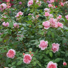 Schöne Maid Rose