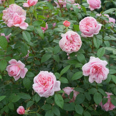 Schöne Maid Rose
