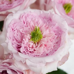 Serendipity Rose