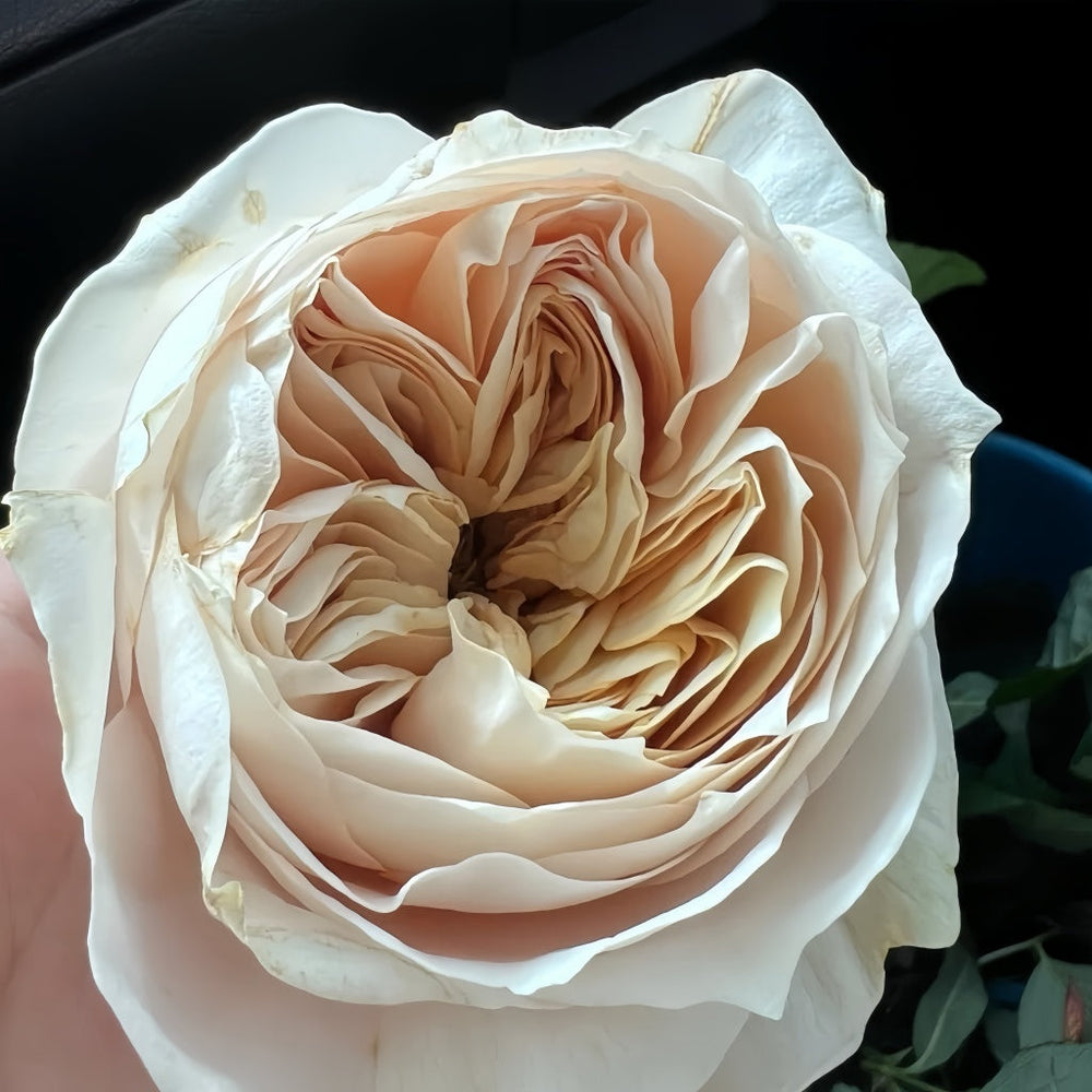 Shade of beige Rose