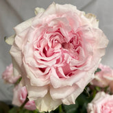 Shambhala Rose