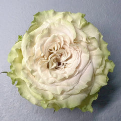 Shangguan Wan Er Rose