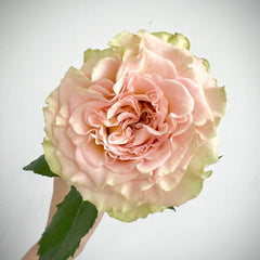 Shangguan Wan Er Rose