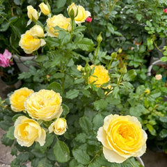 Shining Smile Rose