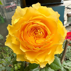 Shining Smile Rose
