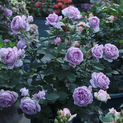 Shinoburedo Rose