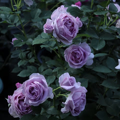 Shinoburedo Rose