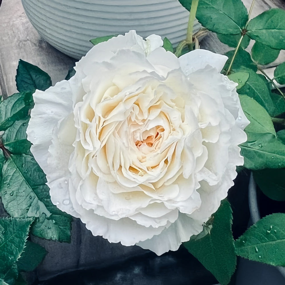 Shirabe Rose