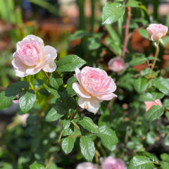 Silas Marner Rose