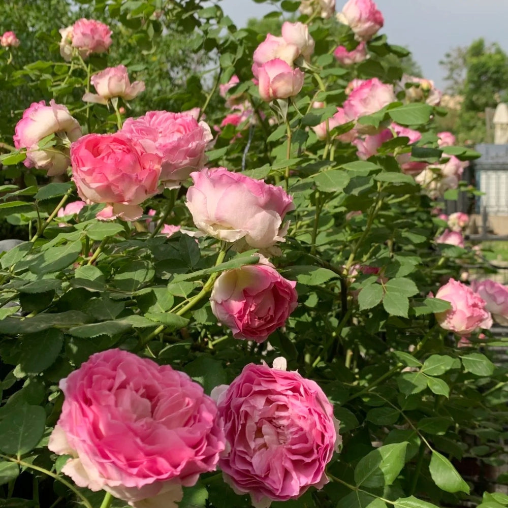 Silk Garment Rose