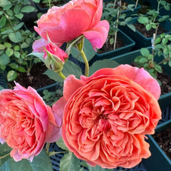 Silk Road Rose