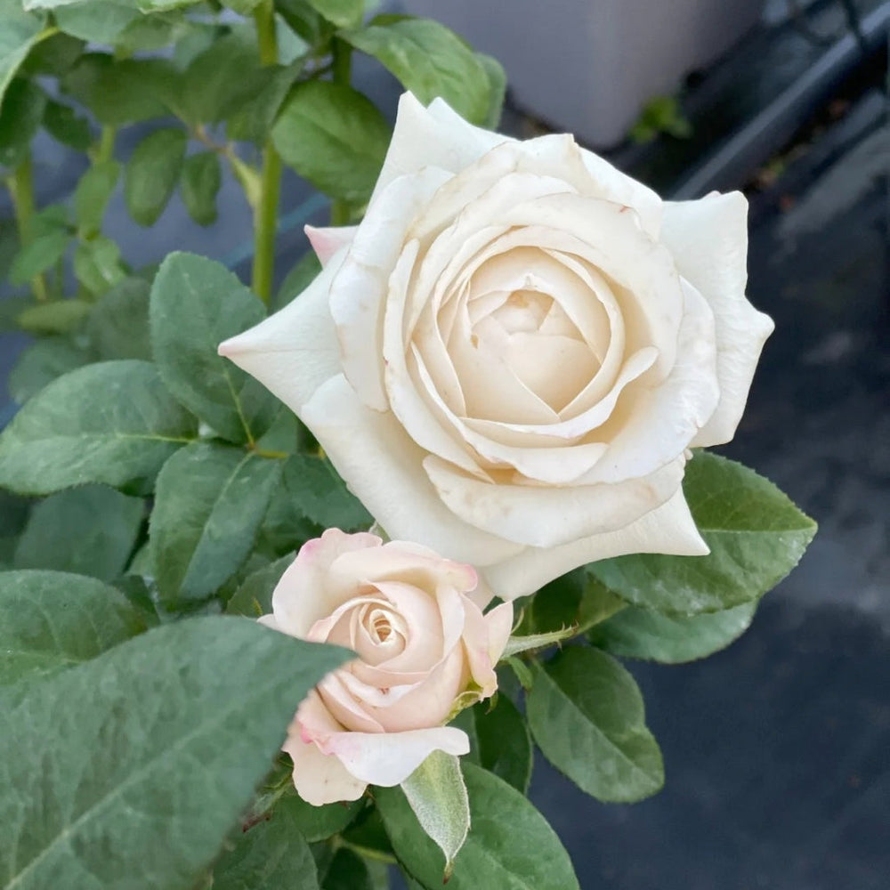 Silver Lining Rose