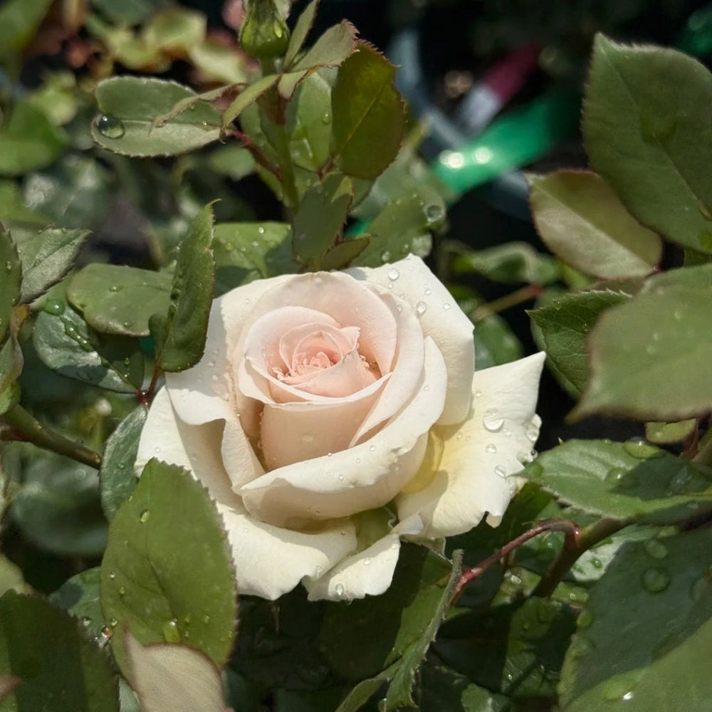 Silver Sand Rose