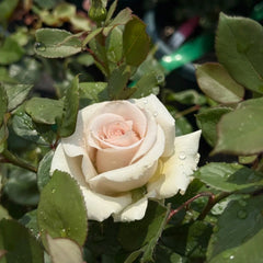 Silver Sand Rose