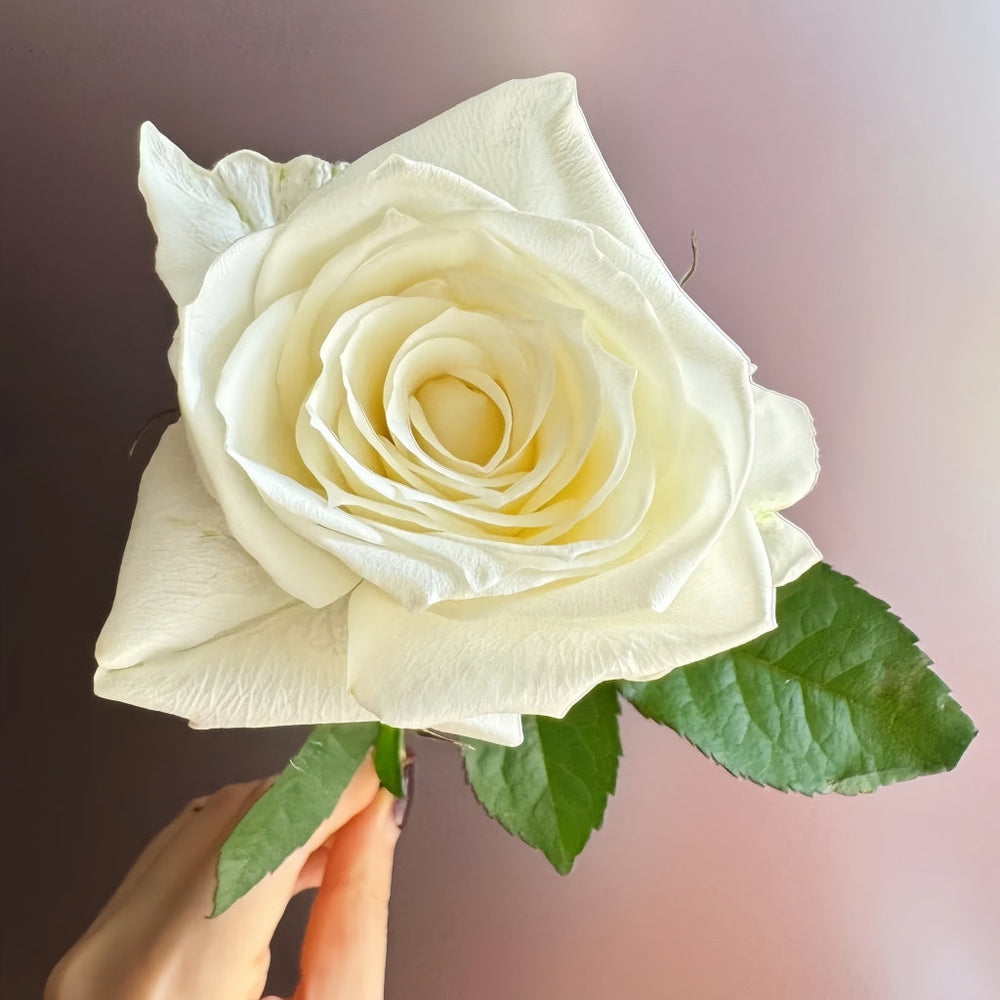 Snowdon Rose