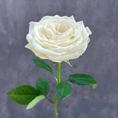 Snowstorm Rose