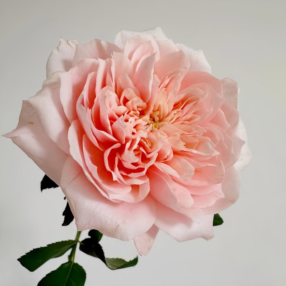Sorahana Rose
