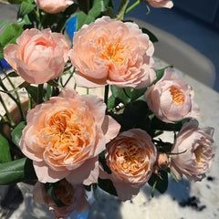 Sorahana Rose