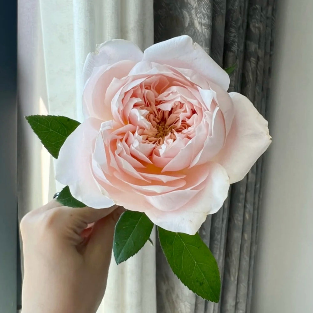 Sorahana Rose