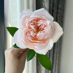 Sorahana Rose