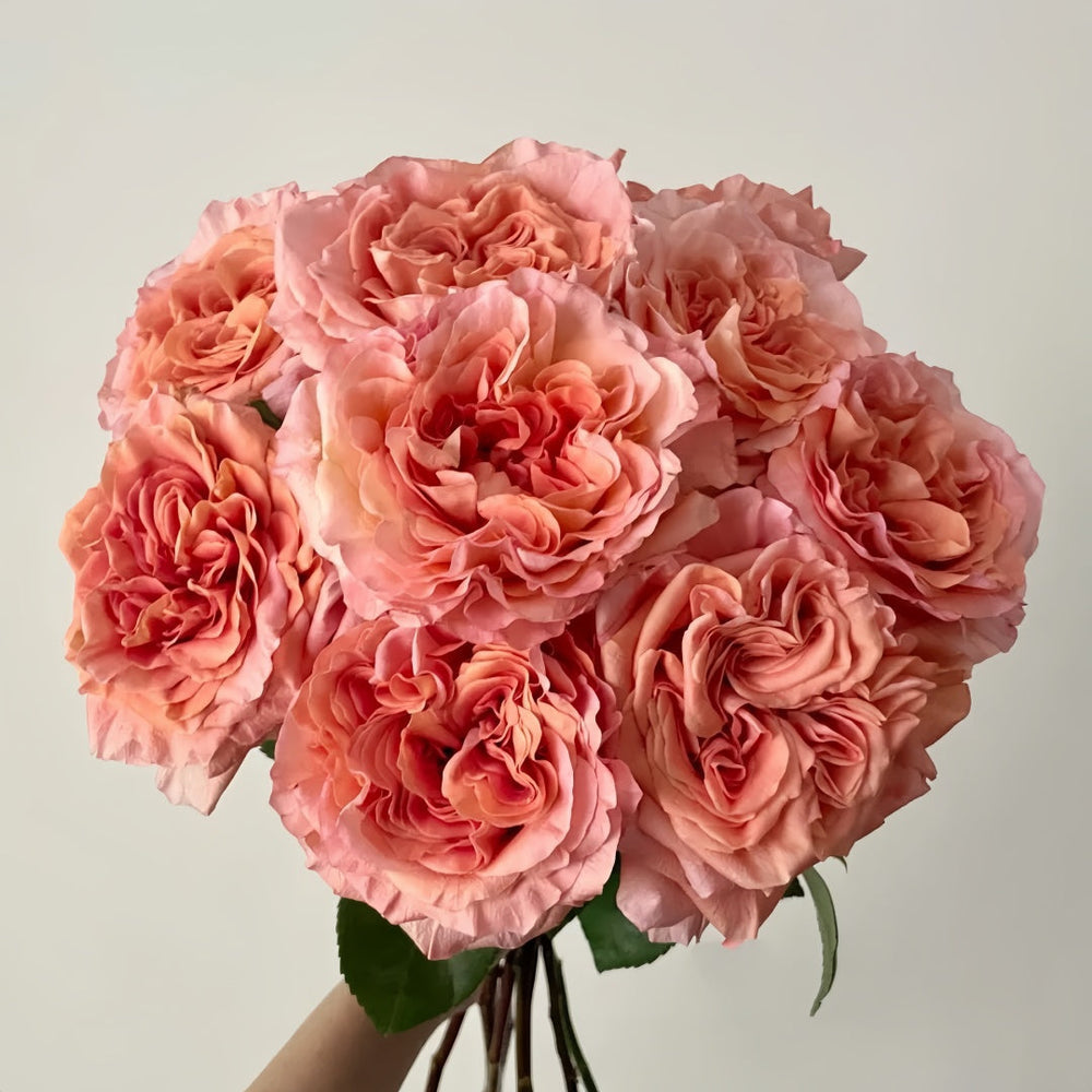 Special Song Rose