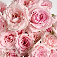 Star Moon Baby Rose