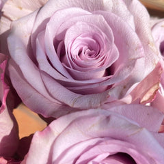Star Platinum Rose