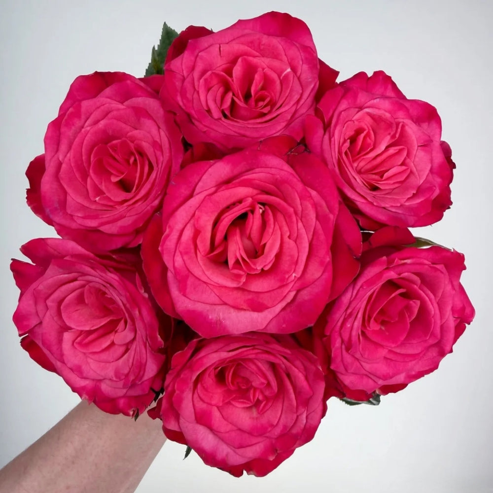 Strawberry Jam Rose