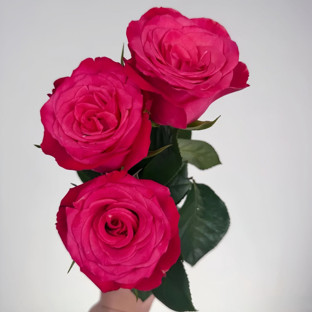 Strawberry Jam Rose