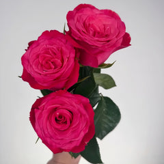 Strawberry Jam Rose