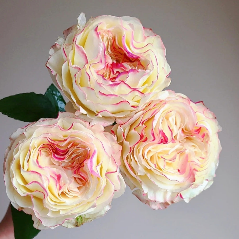 Stylist Rose