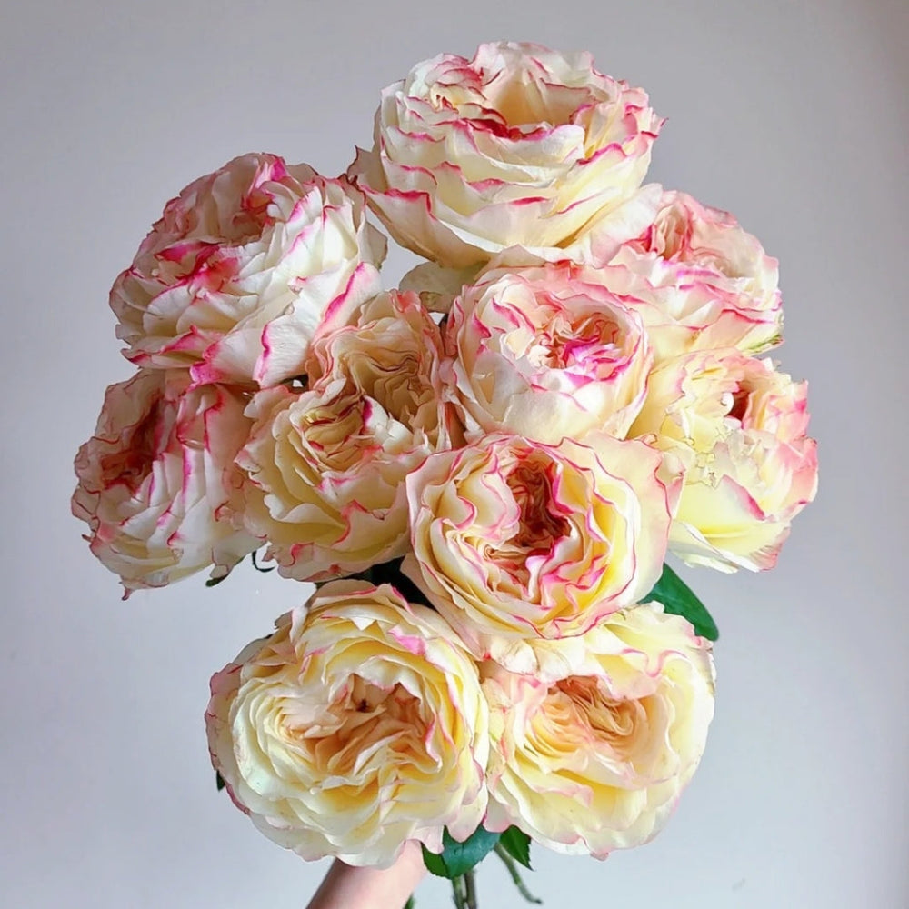 Stylist Rose