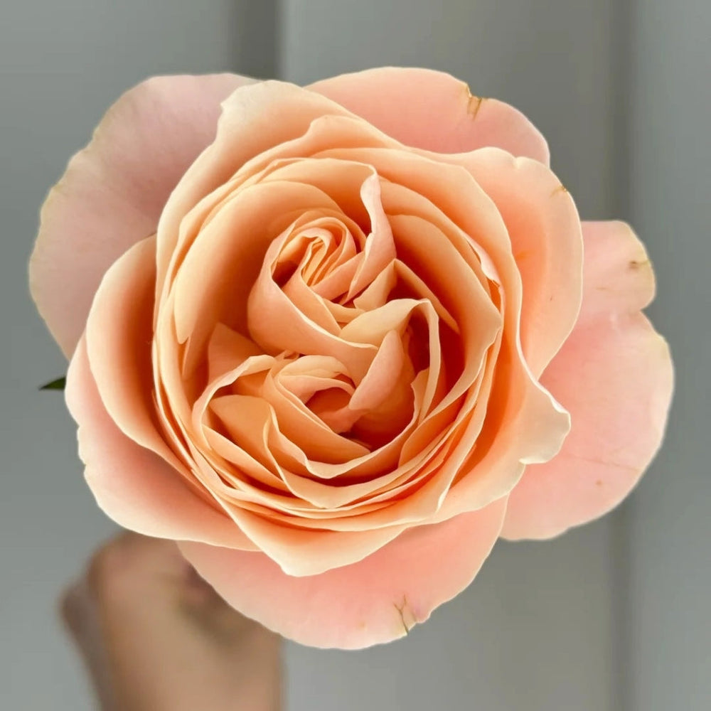 Summer Love Rose