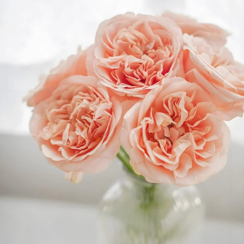 Summer Love Rose