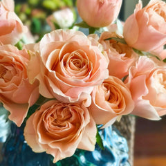Summer Love Rose