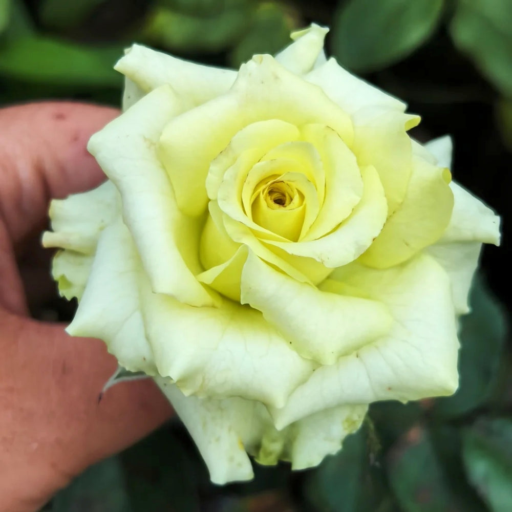 Super Green Rose